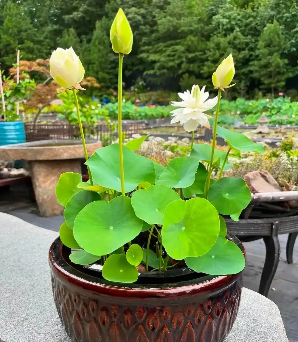 常見7種可忍受高溫暴曬的開花植物，養護的優缺點一次說清