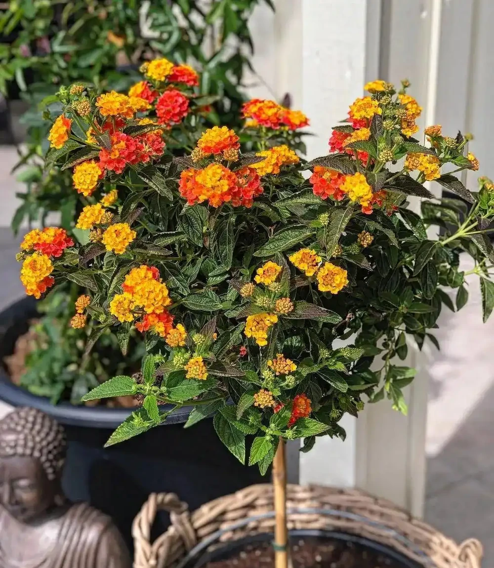 常見7種可忍受高溫暴曬的開花植物，養護的優缺點一次說清