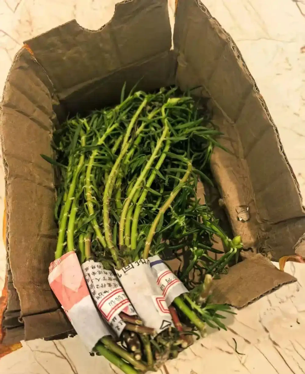 常見7種可忍受高溫暴曬的開花植物，養護的優缺點一次說清
