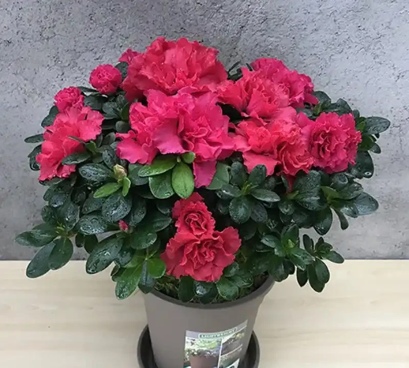 「人養花三年,花養人一生!」家居盆花100種,總有幾款你喜歡