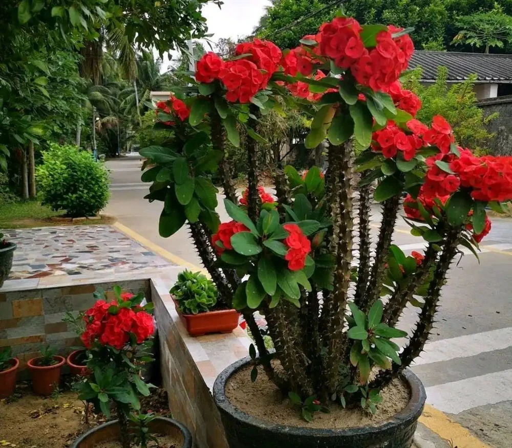 「人養花三年,花養人一生!」家居盆花100種,總有幾款你喜歡