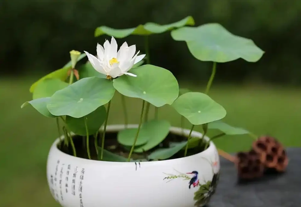 「人養花三年,花養人一生!」家居盆花100種,總有幾款你喜歡