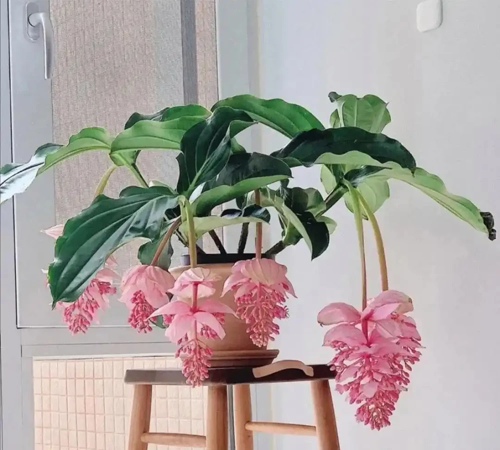 「人養花三年,花養人一生!」家居盆花100種,總有幾款你喜歡