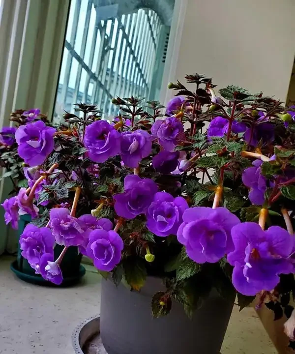 「人養花三年,花養人一生!」家居盆花100種,總有幾款你喜歡