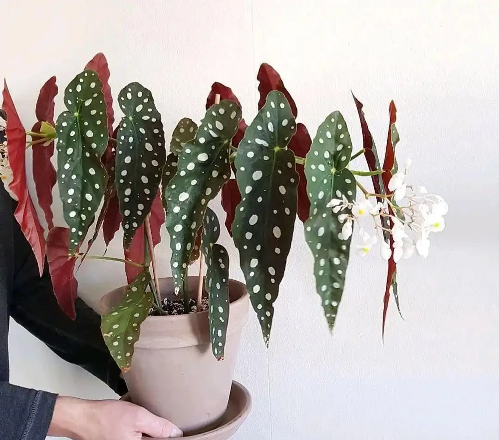 「人養花三年,花養人一生!」家居盆花100種,總有幾款你喜歡