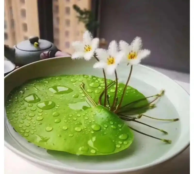 「人養花三年,花養人一生!」家居盆花100種,總有幾款你喜歡
