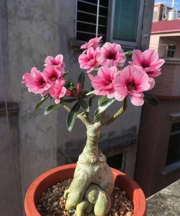 「人養花三年,花養人一生!」家居盆花100種,總有幾款你喜歡