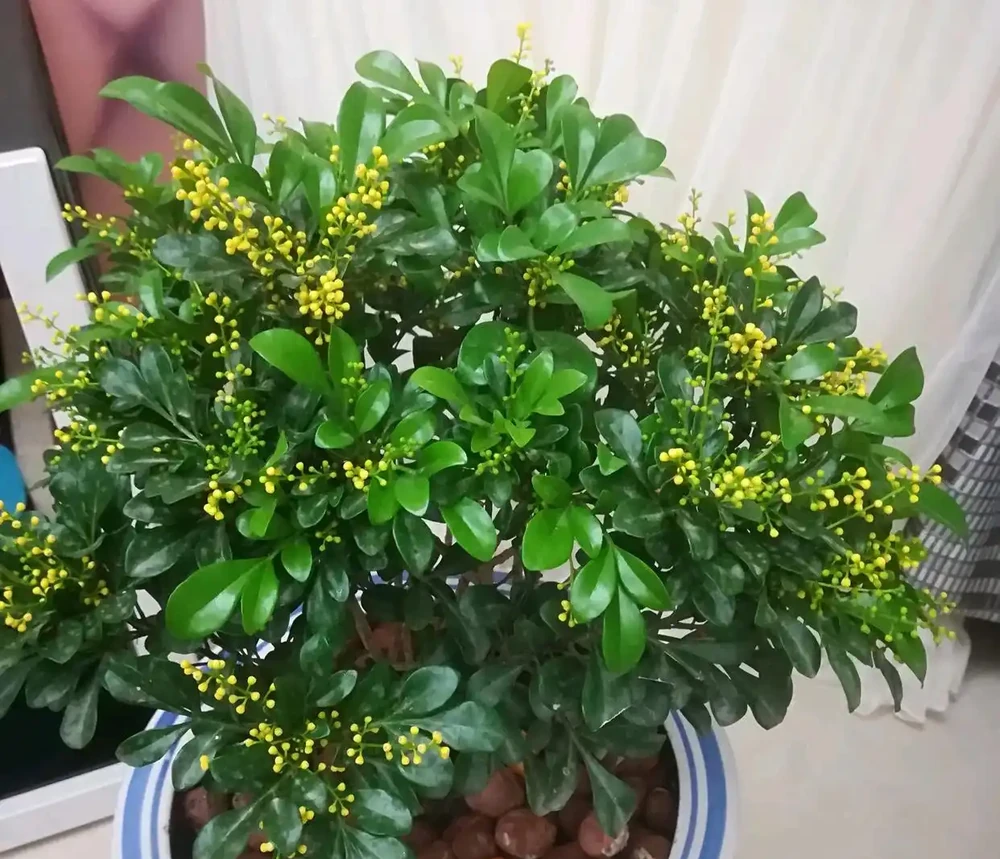 「人養花三年,花養人一生!」家居盆花100種,總有幾款你喜歡