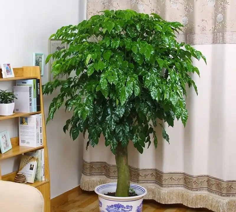 「人養花三年,花養人一生!」家居盆花100種,總有幾款你喜歡