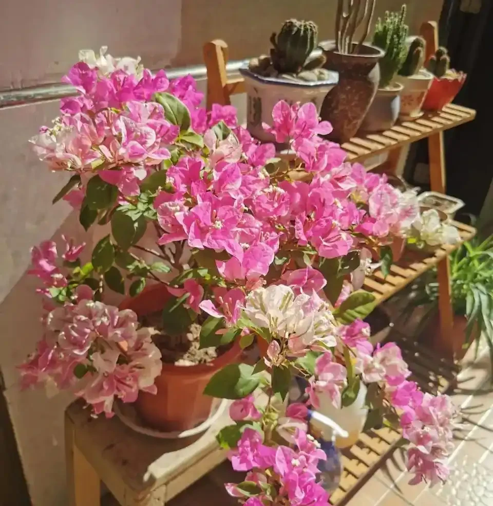 「人養花三年,花養人一生!」家居盆花100種,總有幾款你喜歡