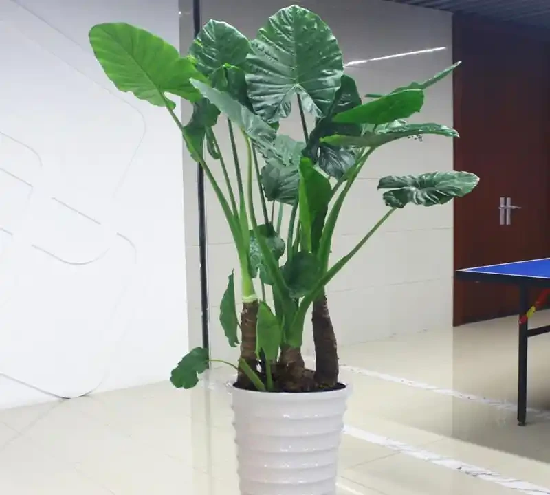 「人養花三年,花養人一生!」家居盆花100種,總有幾款你喜歡