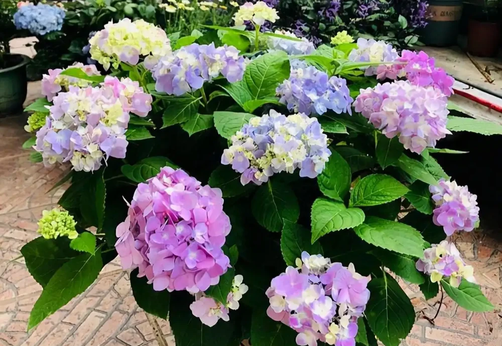 「人養花三年,花養人一生!」家居盆花100種,總有幾款你喜歡