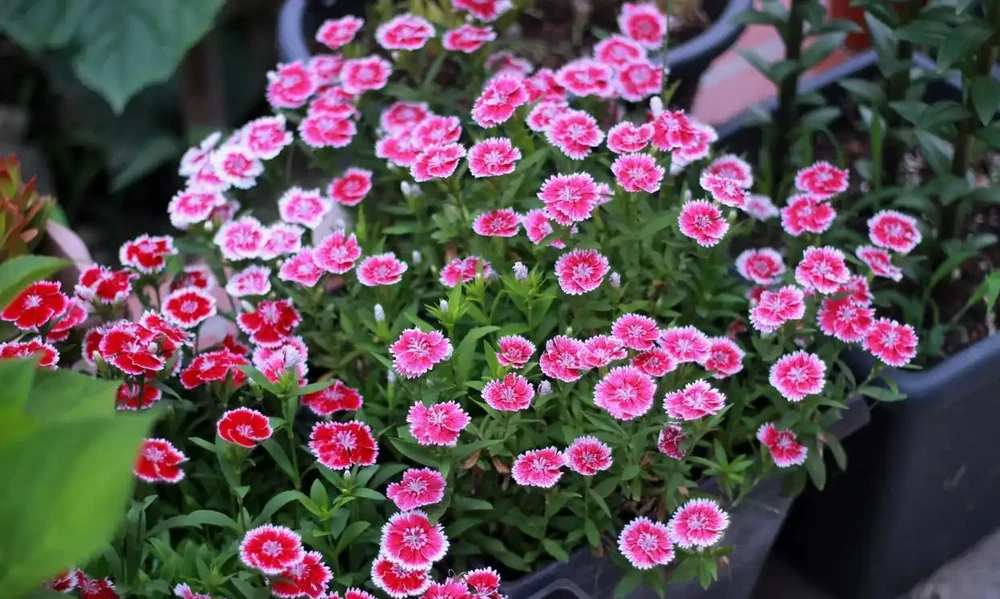 「人養花三年,花養人一生!」家居盆花100種,總有幾款你喜歡