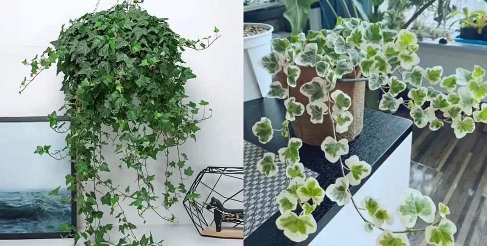 「人養花三年,花養人一生!」家居盆花100種,總有幾款你喜歡