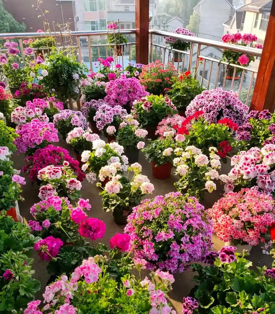 「人養花三年,花養人一生!」家居盆花100種,總有幾款你喜歡