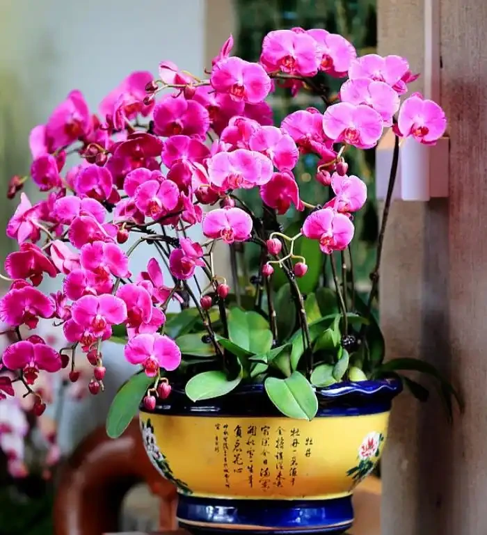 「人養花三年,花養人一生!」家居盆花100種,總有幾款你喜歡