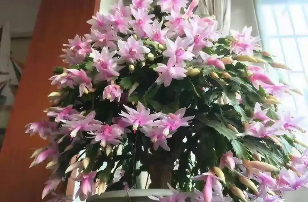 「人養花三年,花養人一生!」家居盆花100種,總有幾款你喜歡