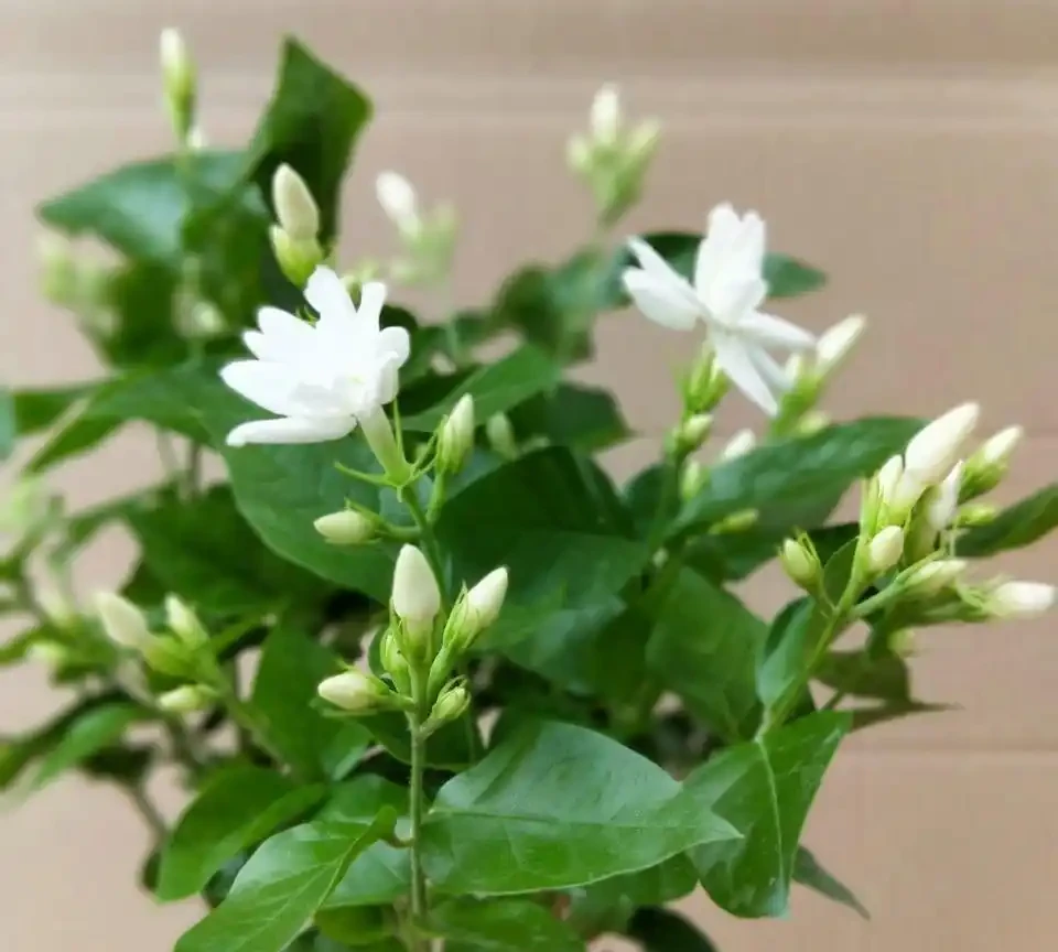 「人養花三年,花養人一生!」家居盆花100種,總有幾款你喜歡