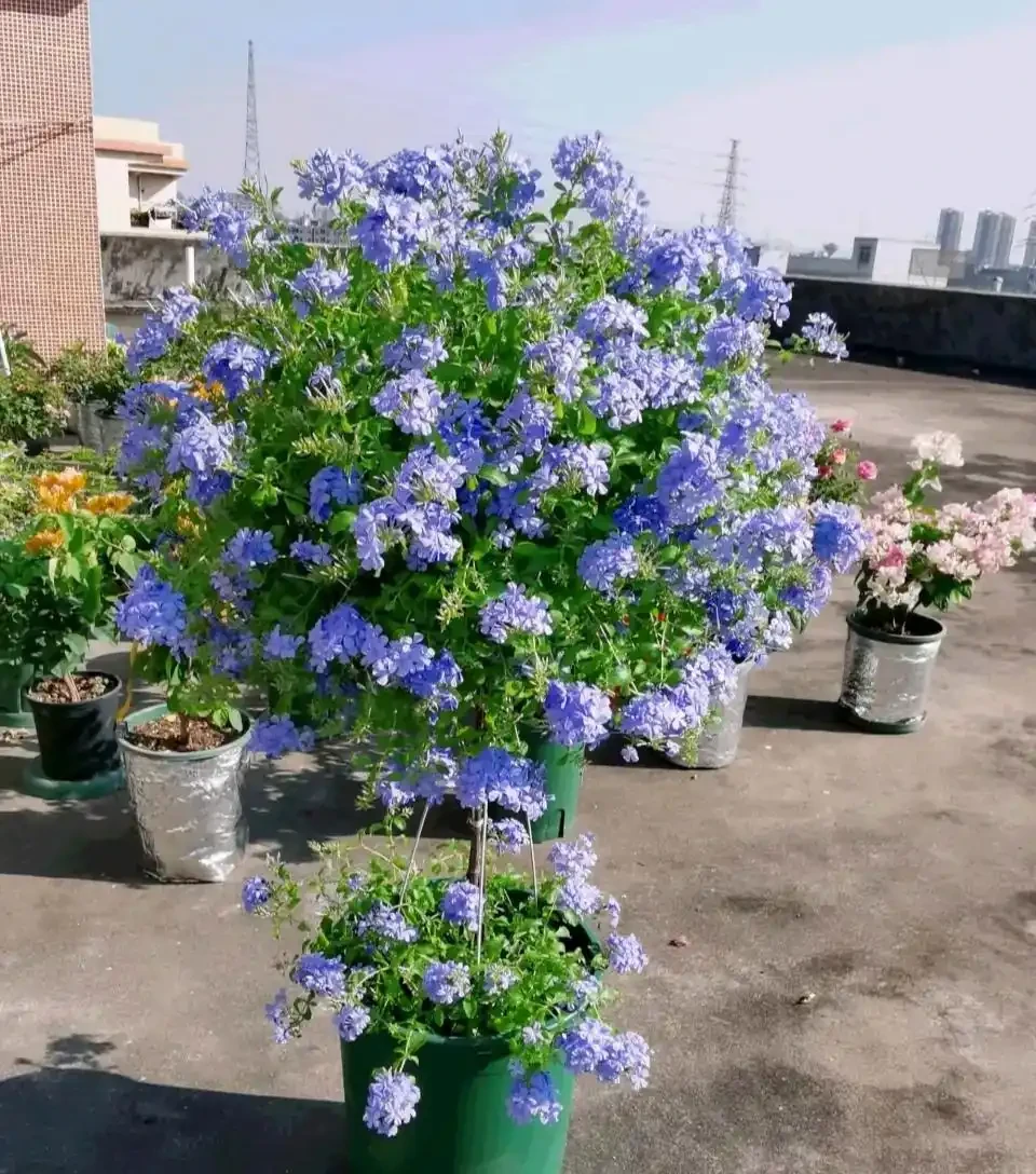 「人養花三年,花養人一生!」家居盆花100種,總有幾款你喜歡