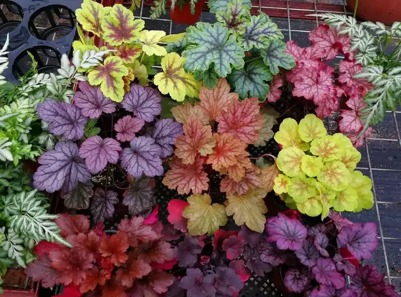 「人養花三年,花養人一生!」家居盆花100種,總有幾款你喜歡