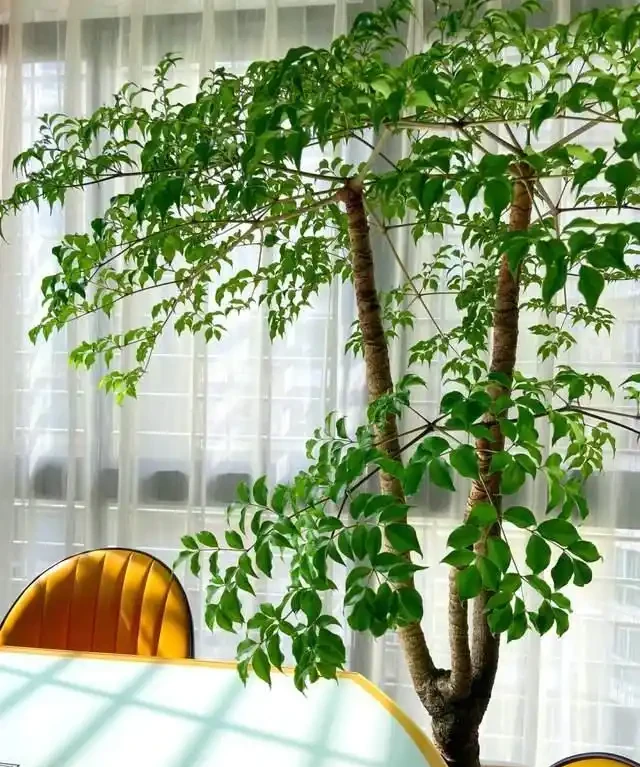 10種「懶人綠植」，不用人管，輕鬆養成大樹，最適合放在客廳養