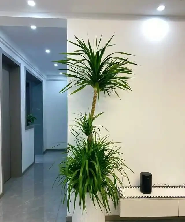10種「懶人綠植」，不用人管，輕鬆養成大樹，最適合放在客廳養