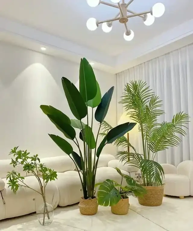 10種「懶人綠植」，不用人管，輕鬆養成大樹，最適合放在客廳養