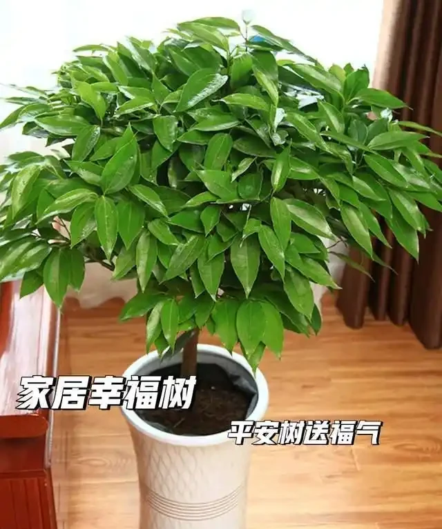 10種「懶人綠植」，不用人管，輕鬆養成大樹，最適合放在客廳養