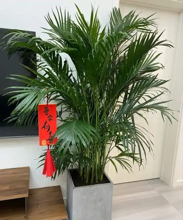 10種「懶人綠植」，不用人管，輕鬆養成大樹，最適合放在客廳養