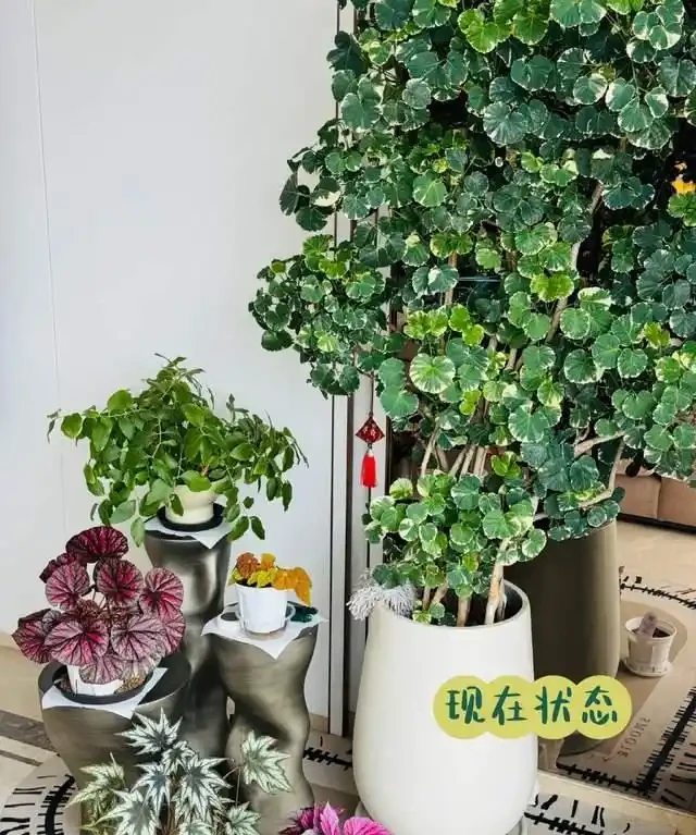 10種「懶人綠植」，不用人管，輕鬆養成大樹，最適合放在客廳養