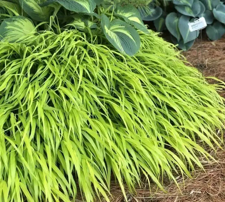 解鎖陰涼秘境!十大耐陰花卉點亮你的花園 「暗角」