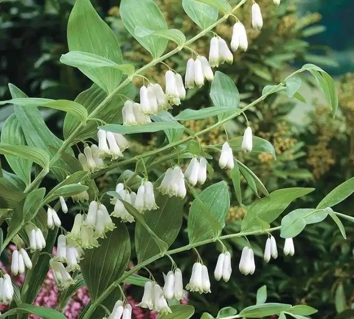 解鎖陰涼秘境!十大耐陰花卉點亮你的花園 「暗角」
