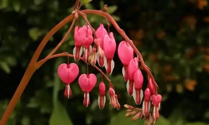 解鎖陰涼秘境!十大耐陰花卉點亮你的花園 「暗角」
