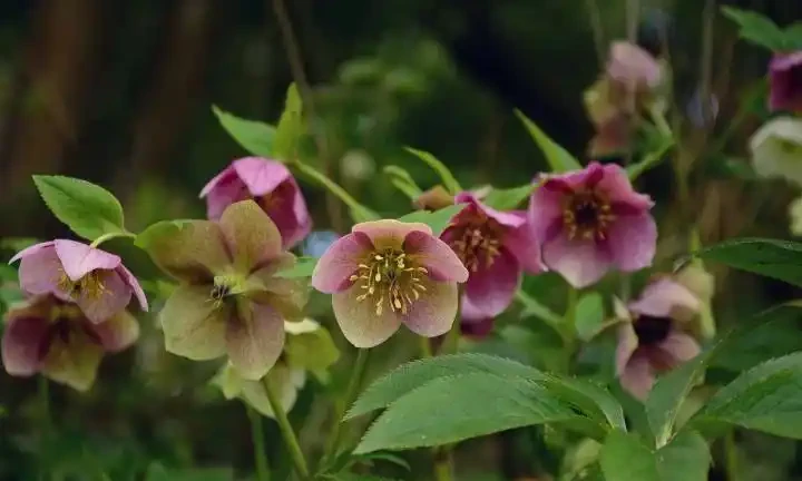 解鎖陰涼秘境!十大耐陰花卉點亮你的花園 「暗角」