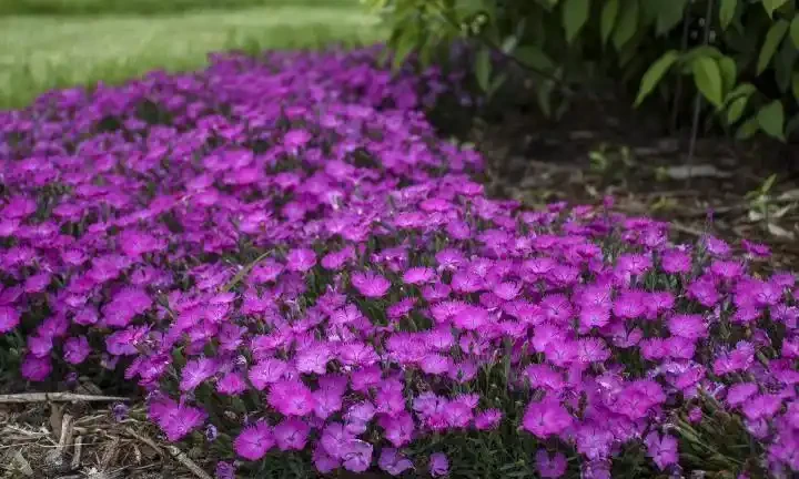 解鎖陰涼秘境!十大耐陰花卉點亮你的花園 「暗角」
