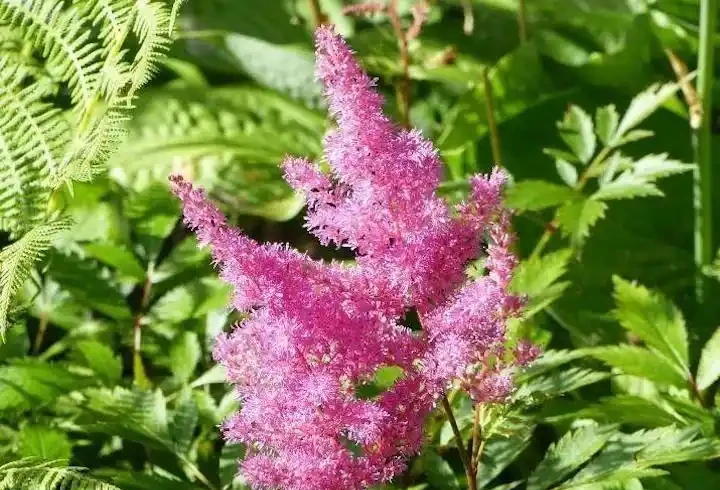 解鎖陰涼秘境!十大耐陰花卉點亮你的花園 「暗角」