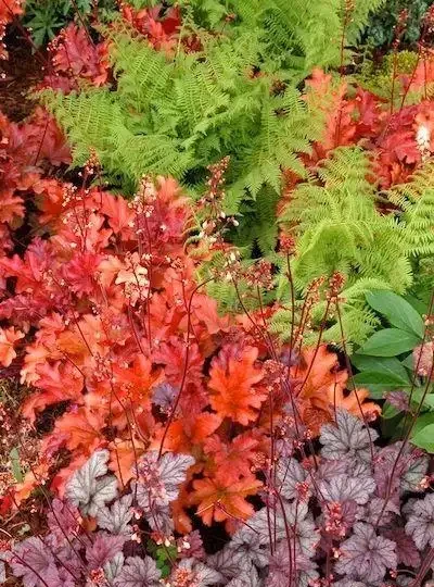解鎖陰涼秘境!十大耐陰花卉點亮你的花園 「暗角」
