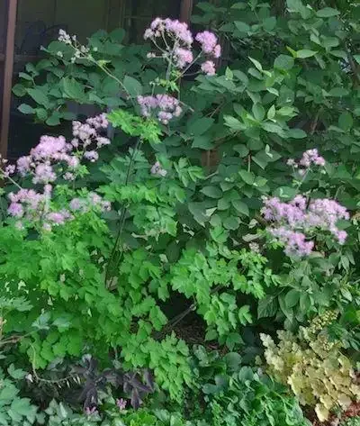 解鎖陰涼秘境!十大耐陰花卉點亮你的花園 「暗角」