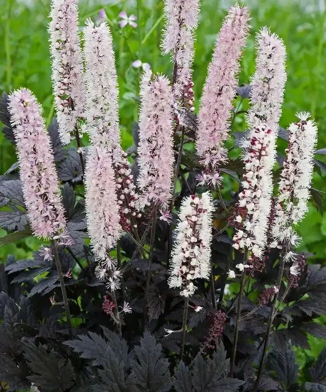 解鎖陰涼秘境!十大耐陰花卉點亮你的花園 「暗角」