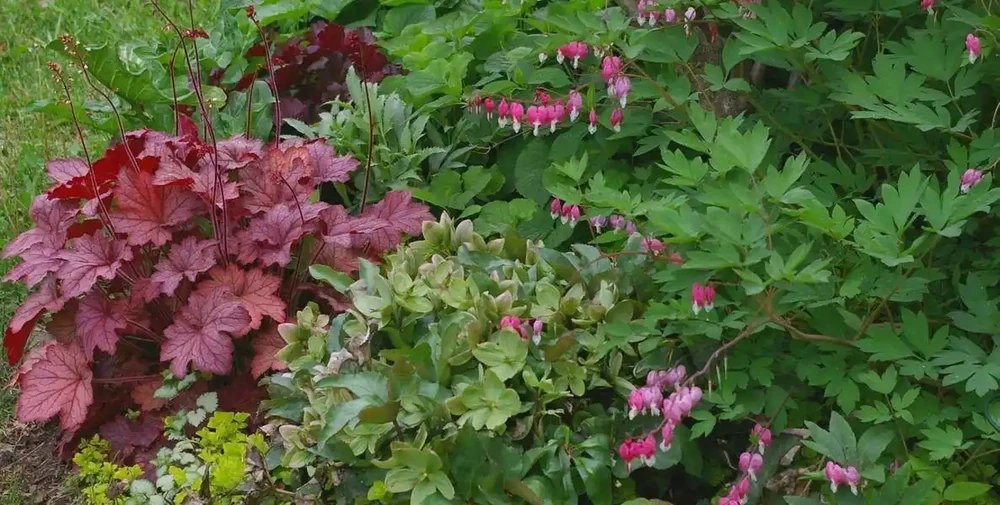 解鎖陰涼秘境!十大耐陰花卉點亮你的花園 「暗角」