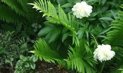 解鎖陰涼秘境!十大耐陰花卉點亮你的花園 「暗角」