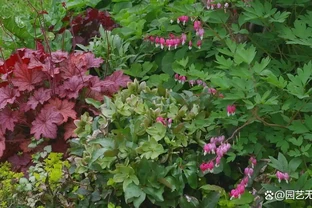 解鎖陰涼秘境！十大耐陰花卉點亮你的花園 「暗角」