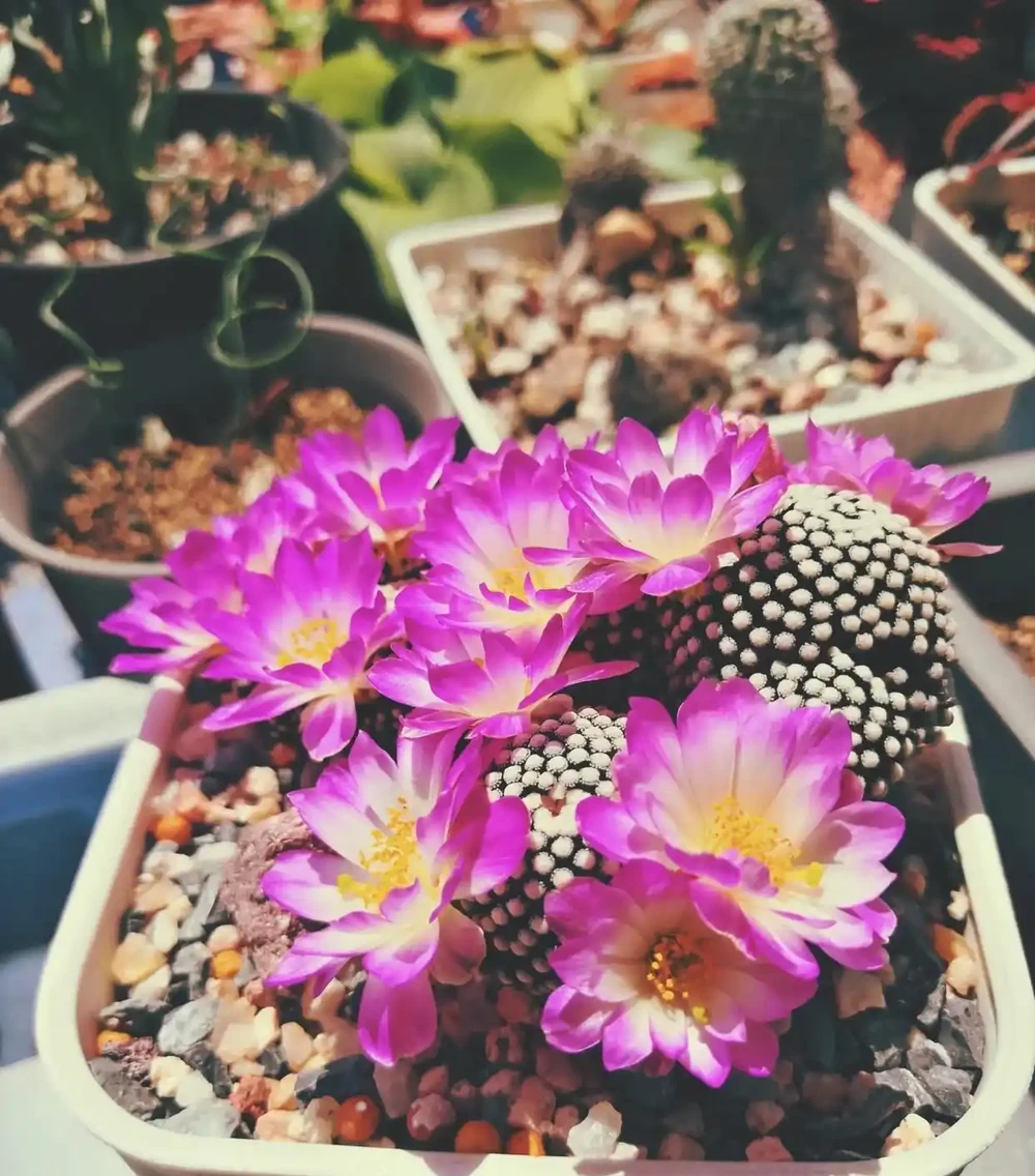 開花勤奮
