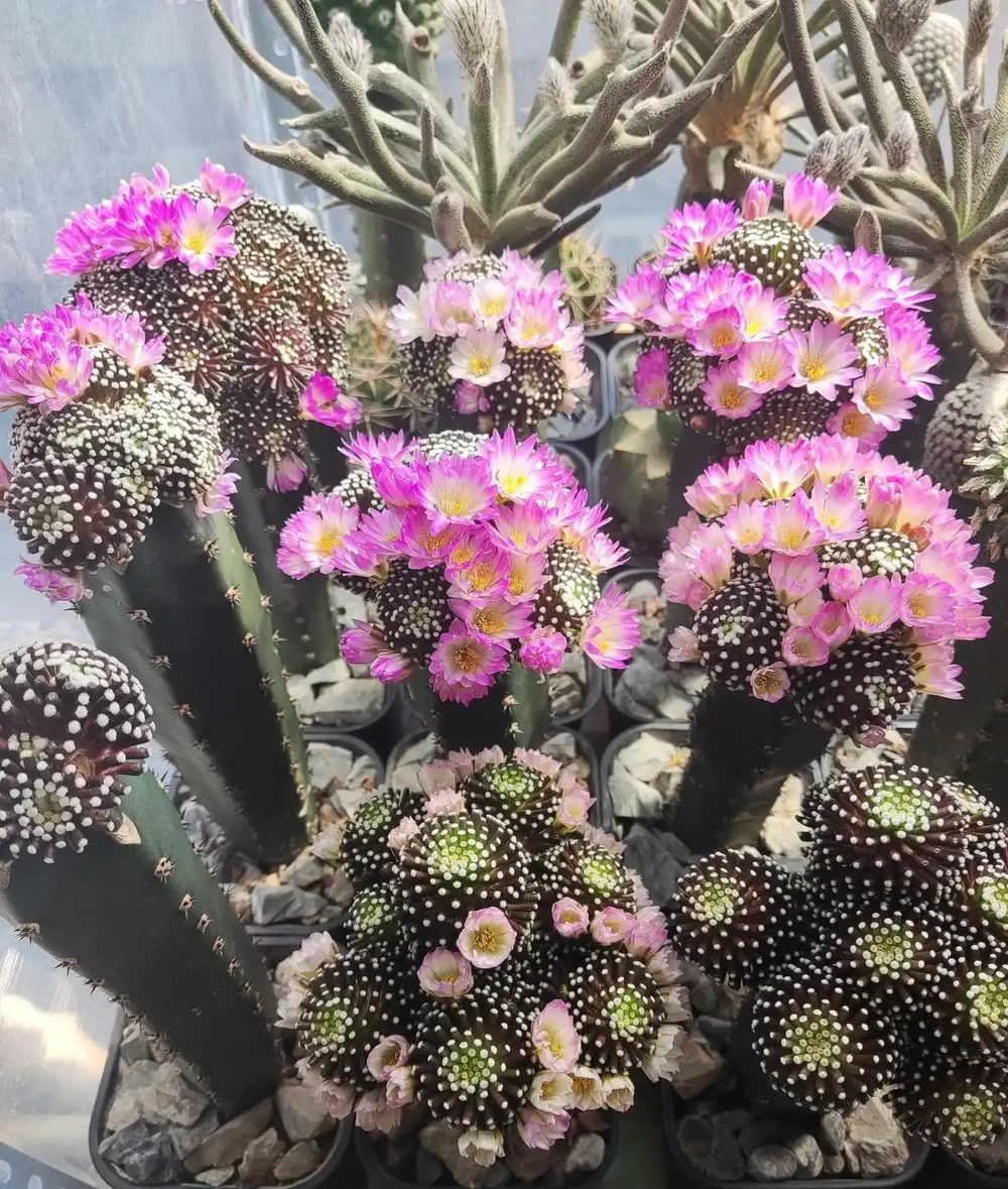 接木後更好養