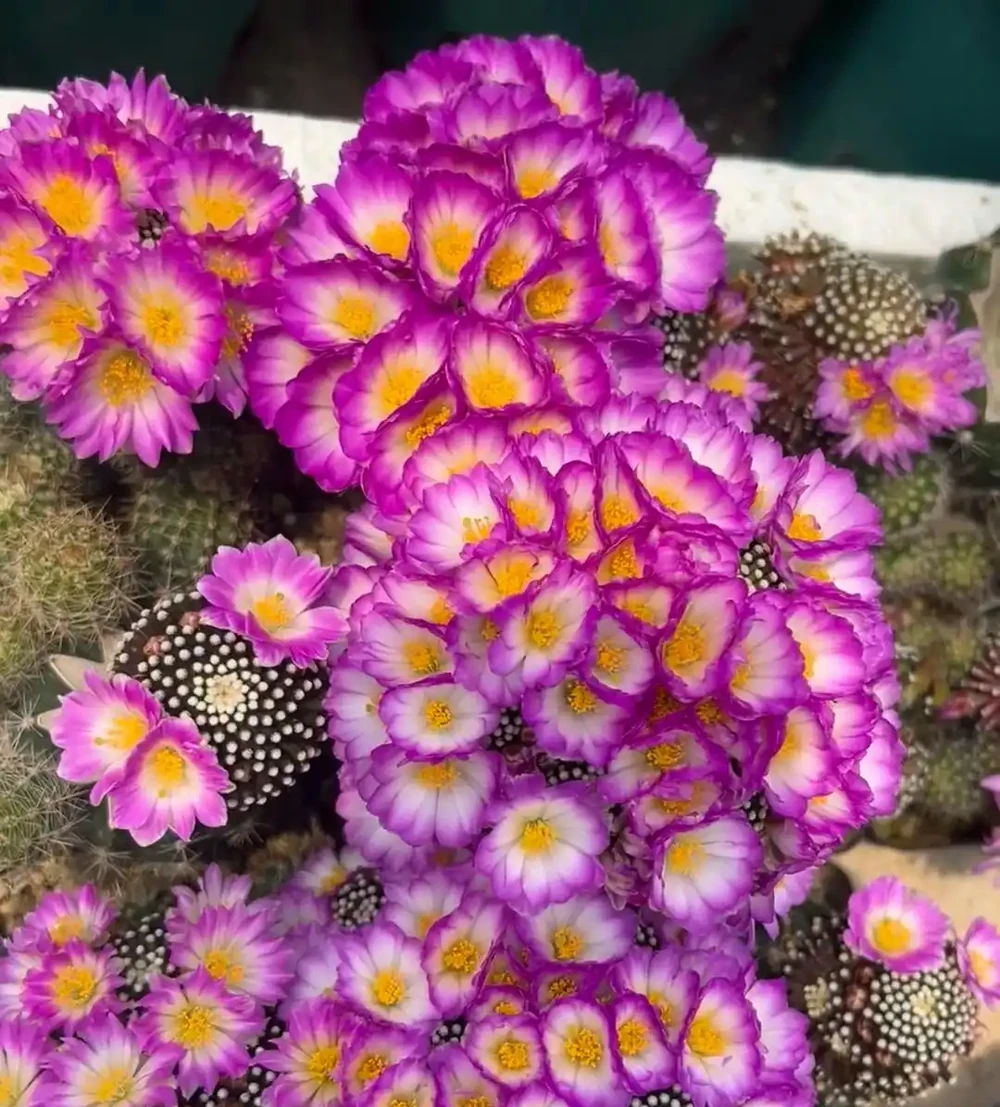 花量超多