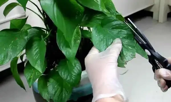 大葉黃金葛怎麼養護長得好?大葉黃金葛葉子發黃下垂怎麼處理