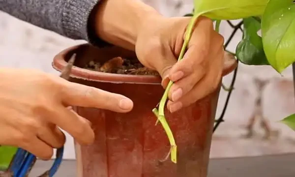 大葉黃金葛怎麼養護長得好?大葉黃金葛葉子發黃下垂怎麼處理
