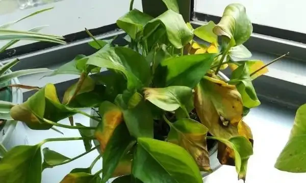 大葉黃金葛怎麼養護長得好?大葉黃金葛葉子發黃下垂怎麼處理