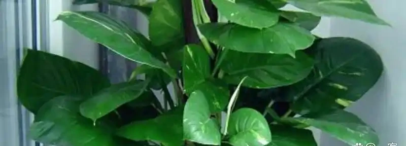 大葉黃金葛怎麼養護長得好?大葉黃金葛葉子發黃下垂怎麼處理