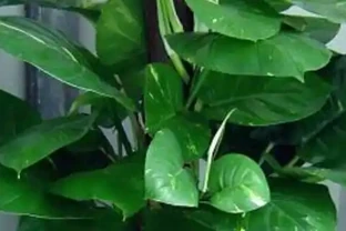 大葉黃金葛怎麼養護長得好？大葉黃金葛葉子發黃下垂怎麼處理